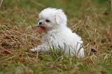 BICHON MALTAIS 155